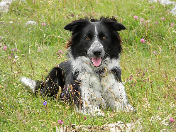 Gibsy du Domaine du Baschberri